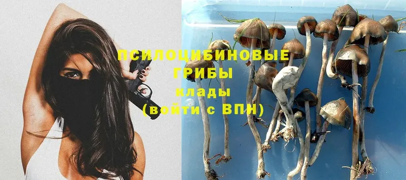 Галлюциногенные грибы Cubensis  где можно купить   Красноярск 